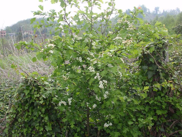 Crataegus monogyna