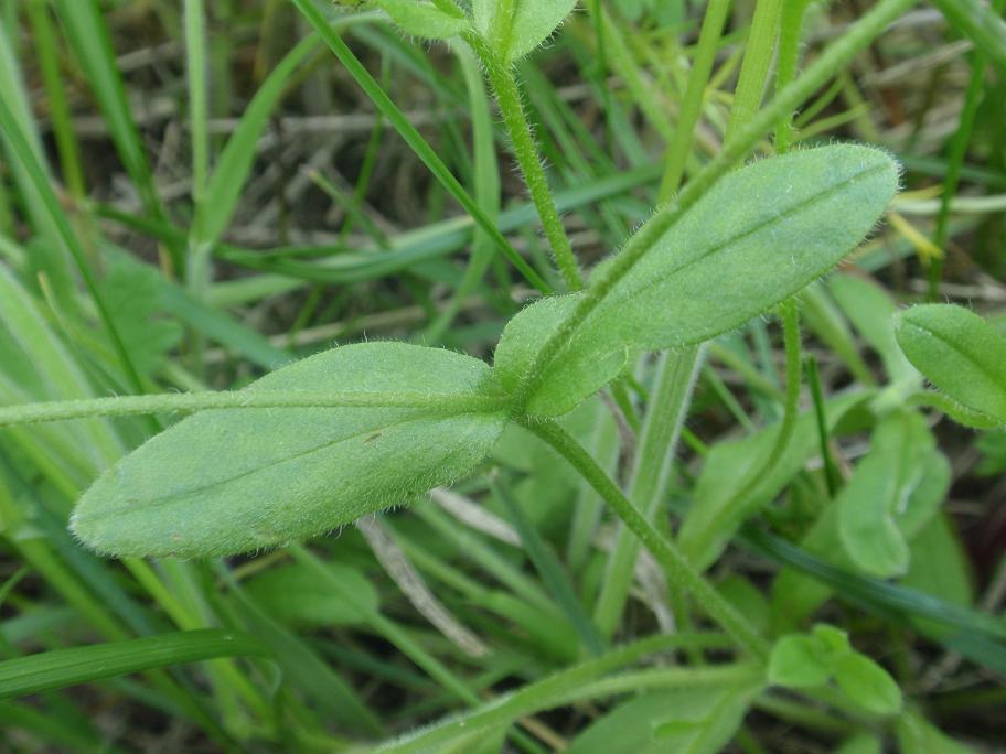 Alcune piantine in cerca di nome.... 2 - Myosotis sp.