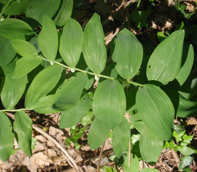 Polygonatum odoratum