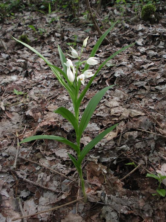 Cephalanthera longifolia con foglie bicromatiche