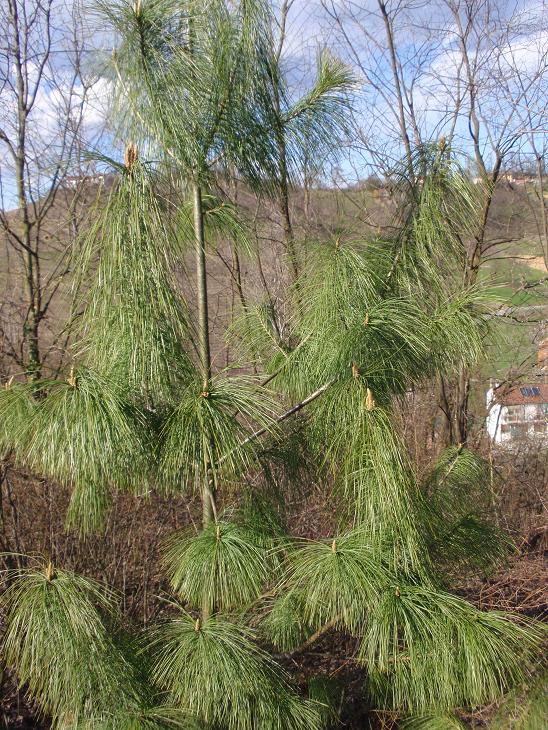 Pinetto 2 da determinare - Pinus cfr.strobus