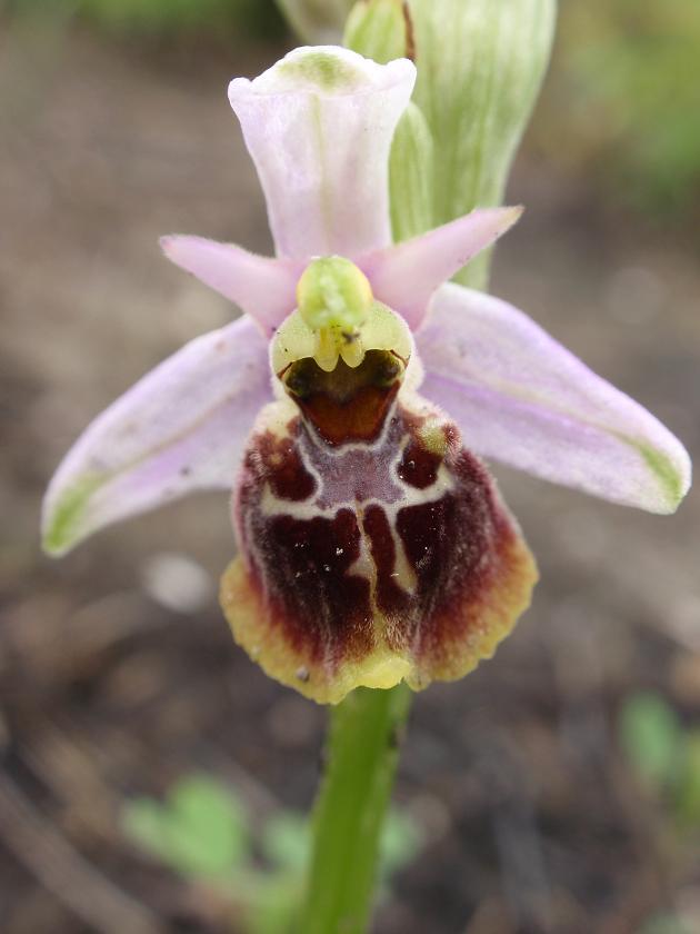 Ophrys holosericea o qualcos''altro?!