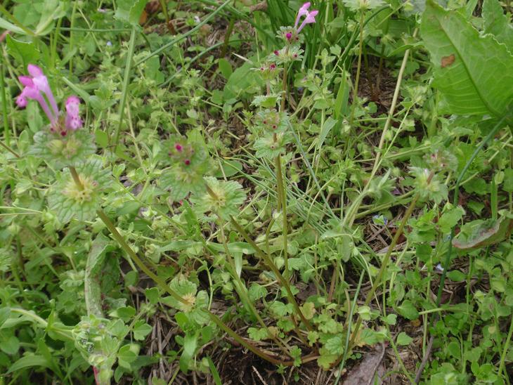 Fiori tra le colline astigiane: Lamium amplexicaule