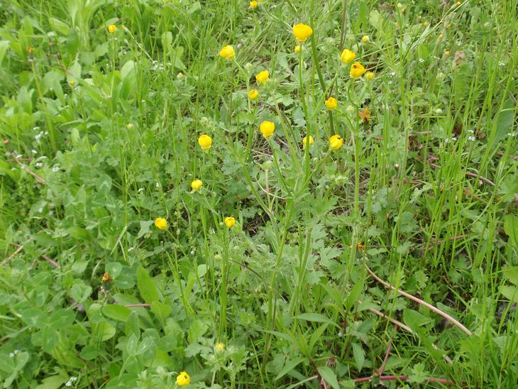 Fiori tra le colline astigiane: Ranunculus bulbosus