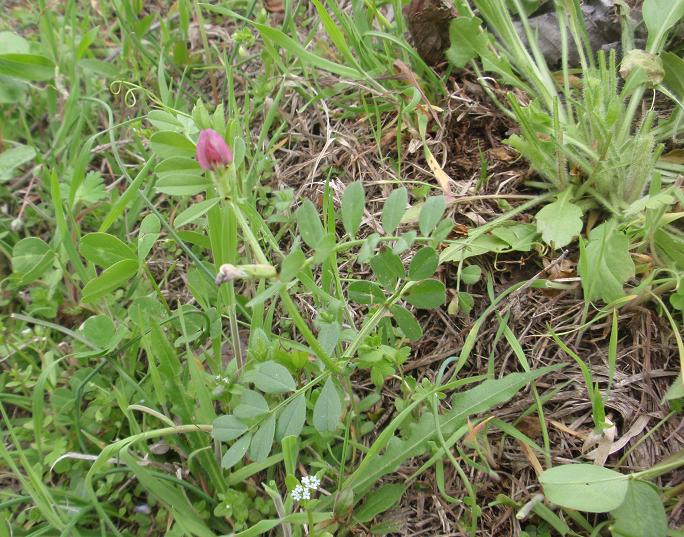 Fiori tra le colline astigiane: Vicia sativa s.l.