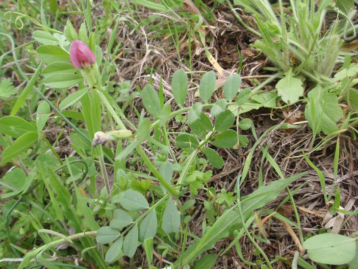 Fiori tra le colline astigiane: Vicia sativa s.l.