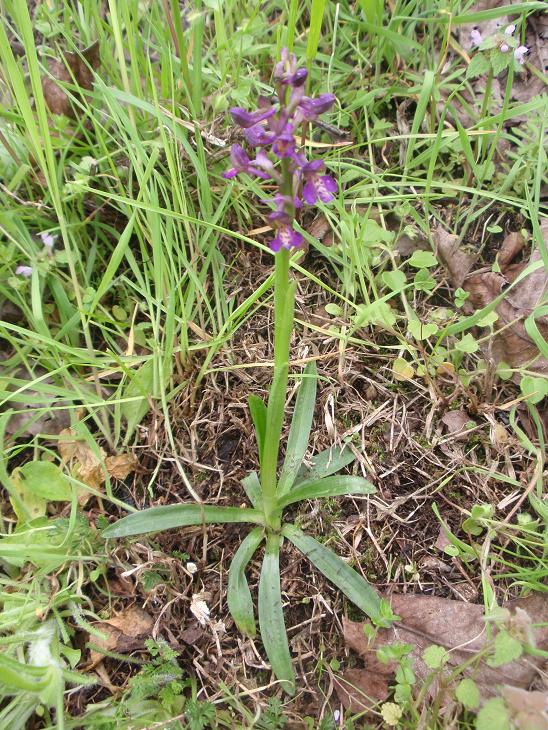 ORCHIDEE DELL''ASTIGIANO:TRA LANGHE E MONFERRATO 2009