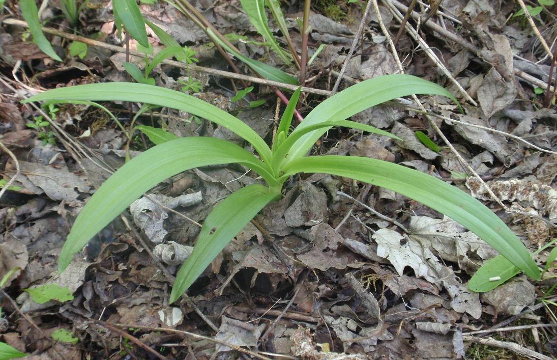 Piccole orchidee crescono: Gymnadenia conopsea