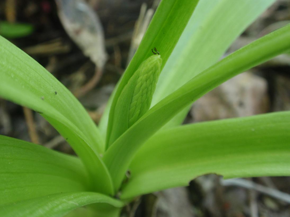 Piccole orchidee crescono: Gymnadenia conopsea