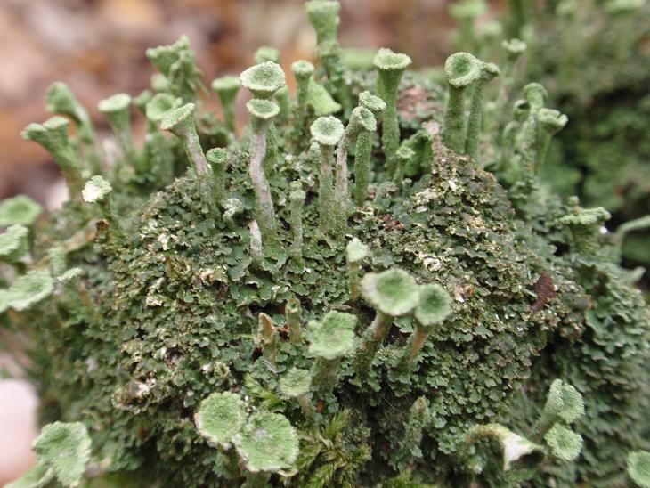 Cladonia fimbriata (L.) Fr. (1831) - Piemonte, Asti