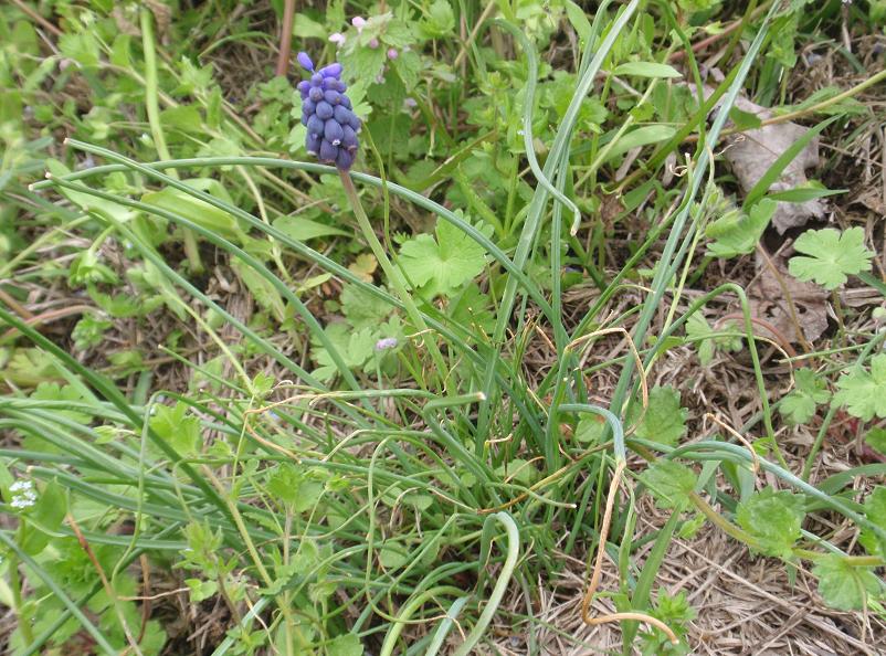 Muscari neglectum / Muscari ignorato