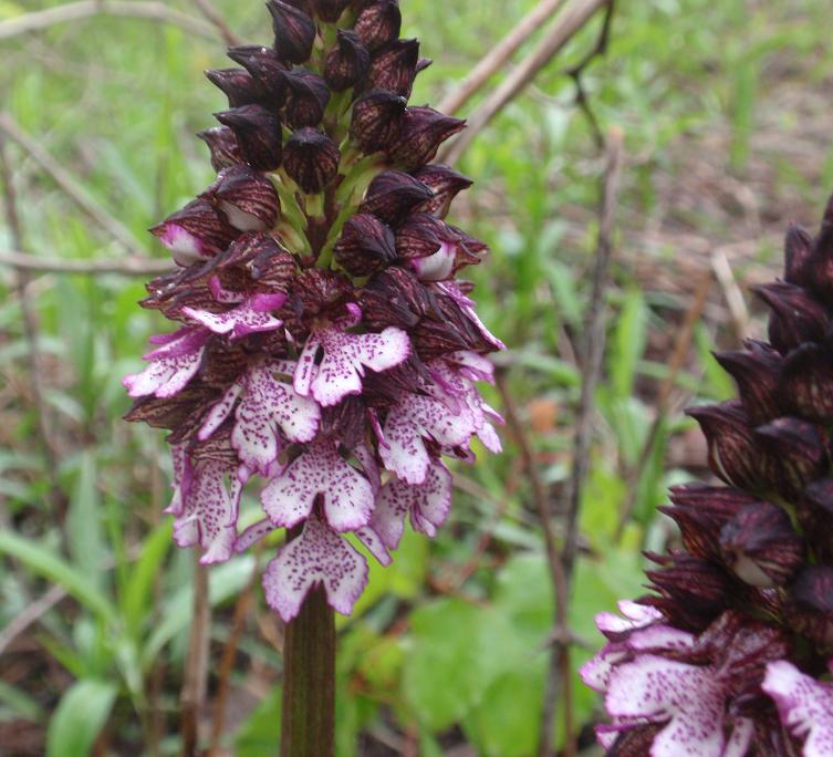 DALLE COLLINE ASTIGIANE: Orchis purpurea