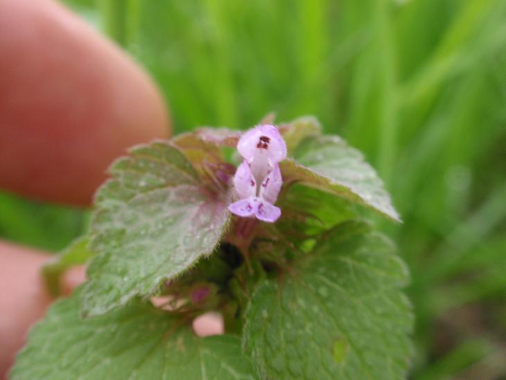 DALLE COLLINE ASTIGIANE: Lamium purpureum