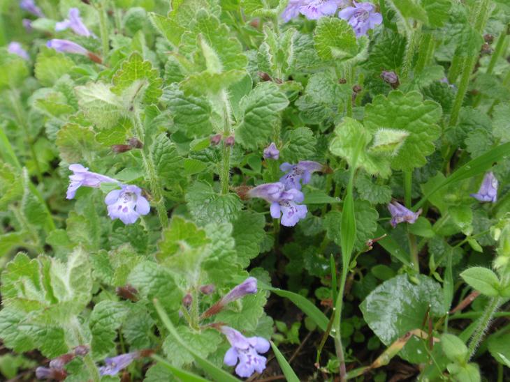 DALLE COLLINE ASTIGIANE: Glechoma hederacea L.