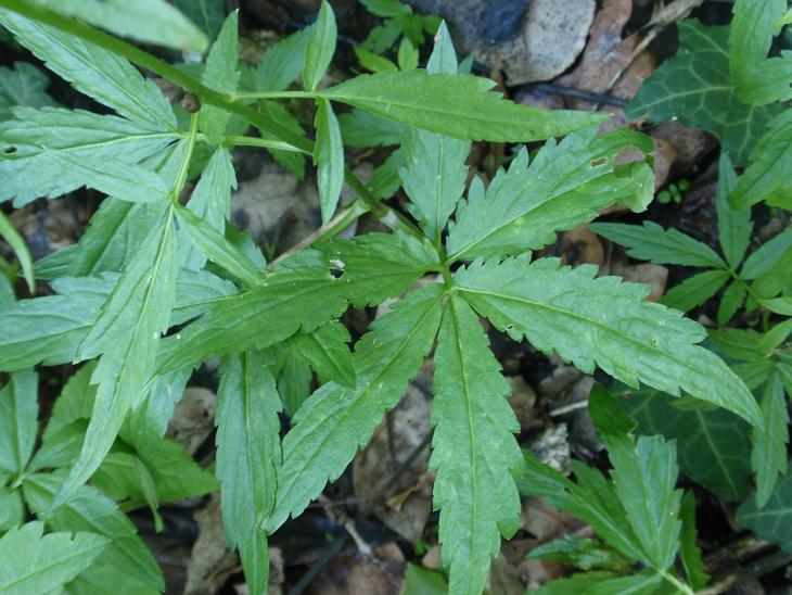 DALLE COLLINE ASTIGIANE: Cardamine bulbifera