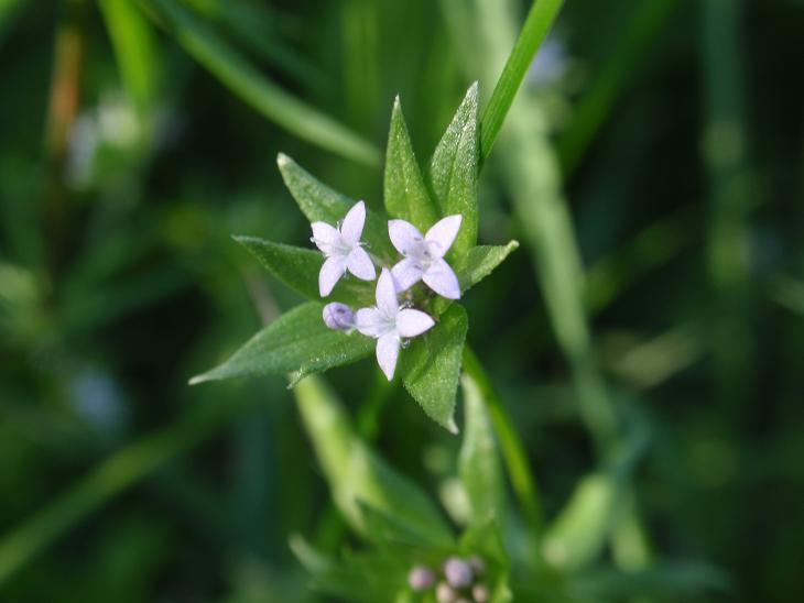 DALLE COLLINE ASTIGIANE: Sherardia arvensis