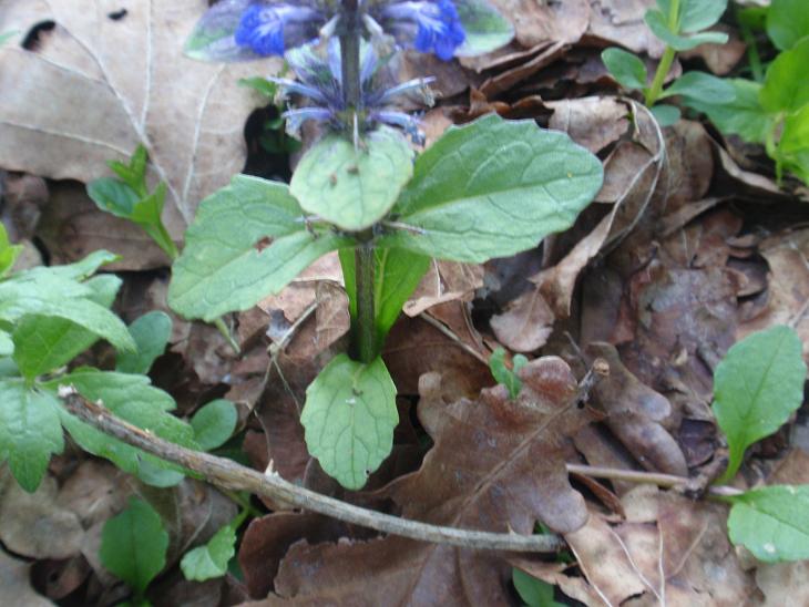 DALLE COLLINE ASTIGIANE: Ajuga reptans