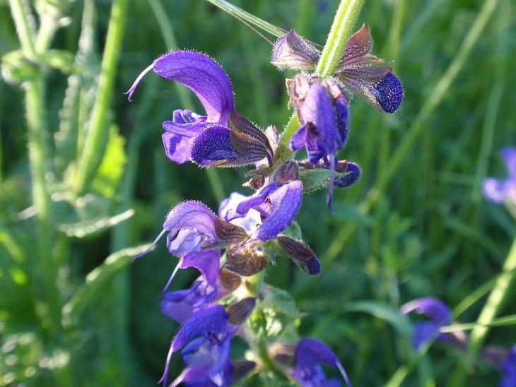 DALLE COLLINE ASTIGIANE: Salvia pratensis