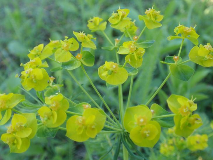 DALLE COLLINE ASTIGIANE: Euphorbia cyparissias