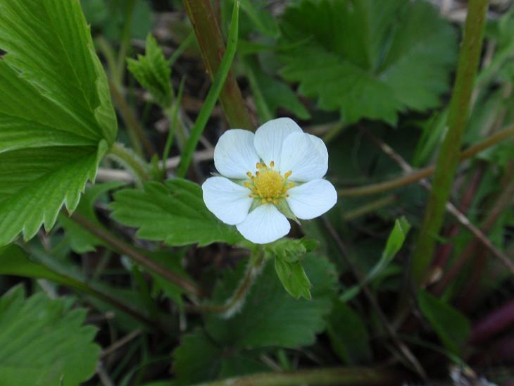 DALLE COLLINE ASTIGIANE: Fragaria vesca