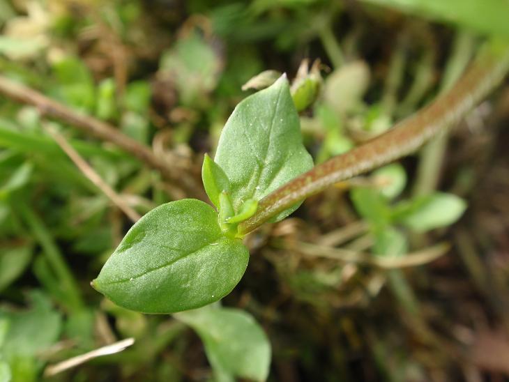 Stellaria media / Centocchio comune