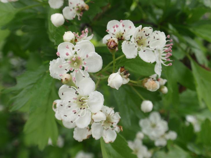 Crataegus monogyna