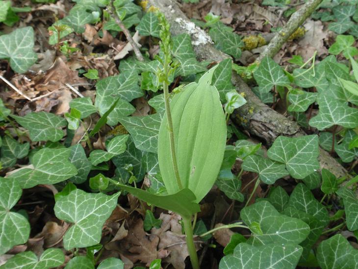 Listera ovata