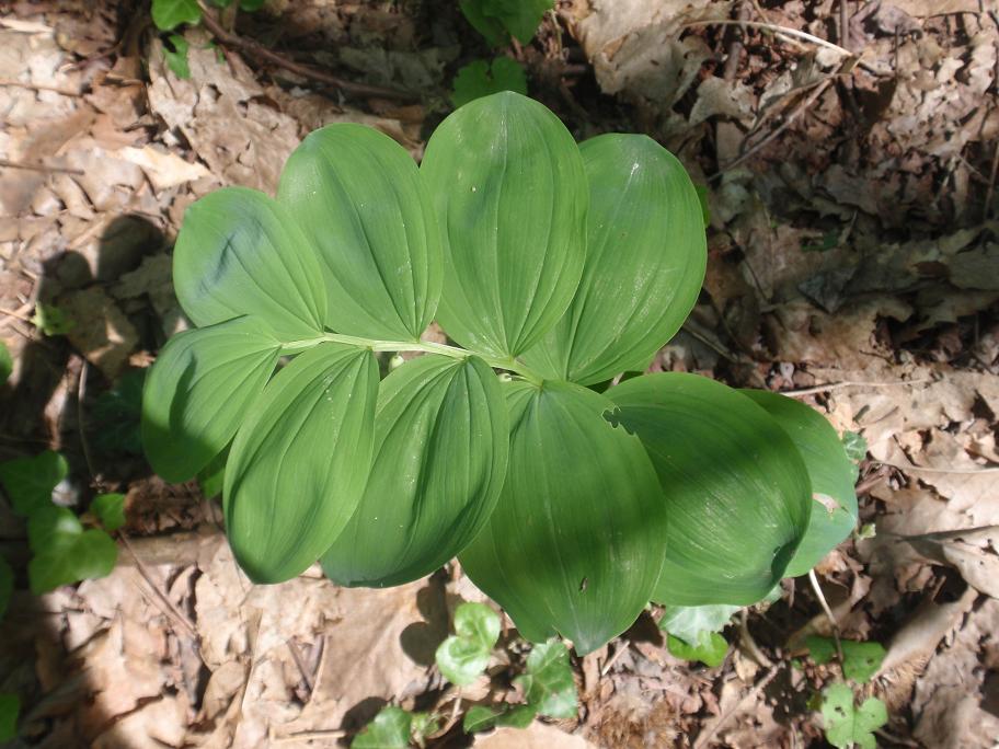 Polygonatum odoratum