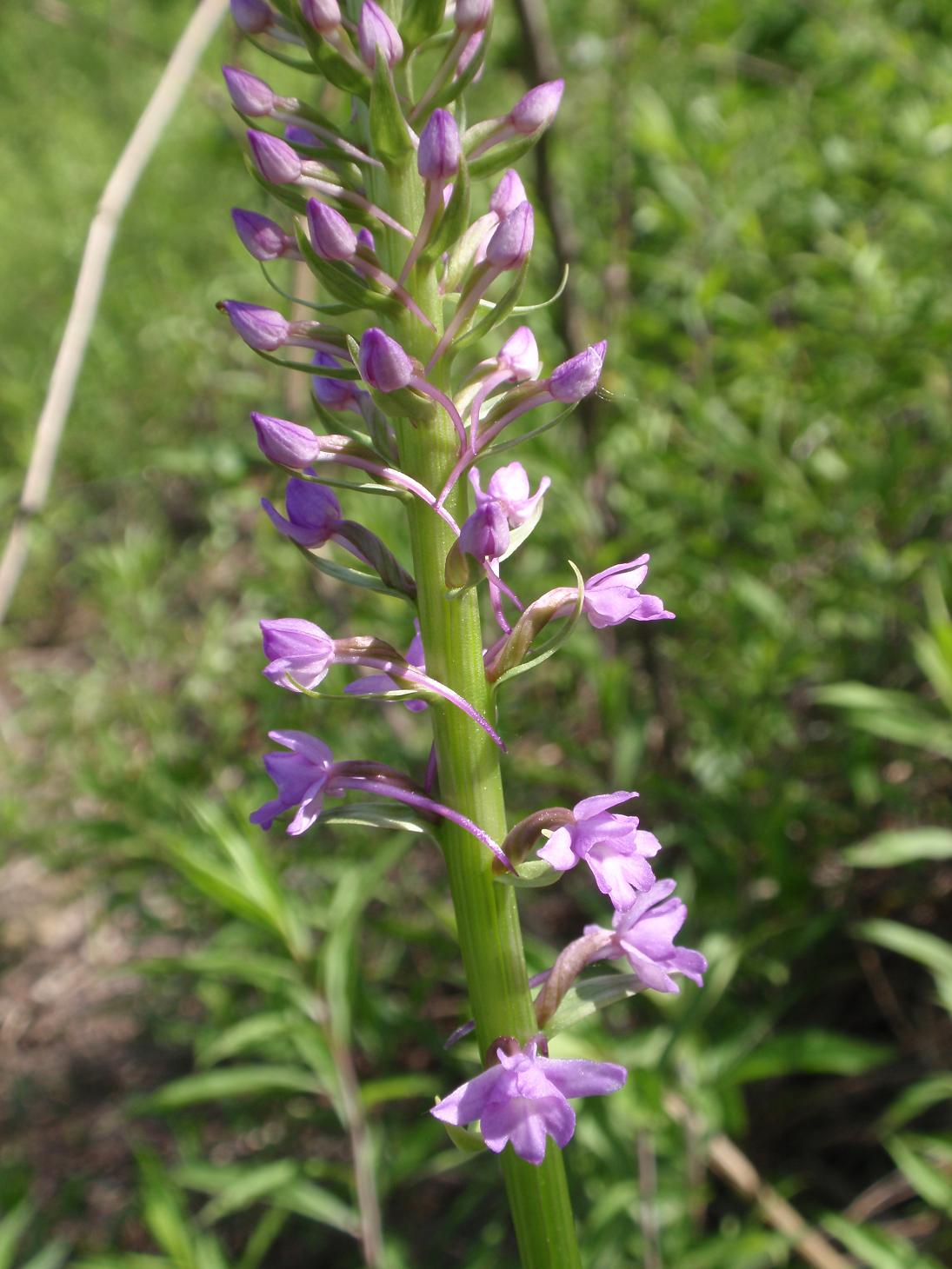 Piccole orchidee crescono: Gymnadenia conopsea