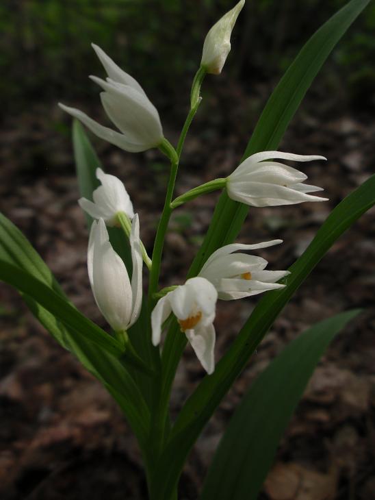 Cephalanthera longifolia con foglie bicromatiche