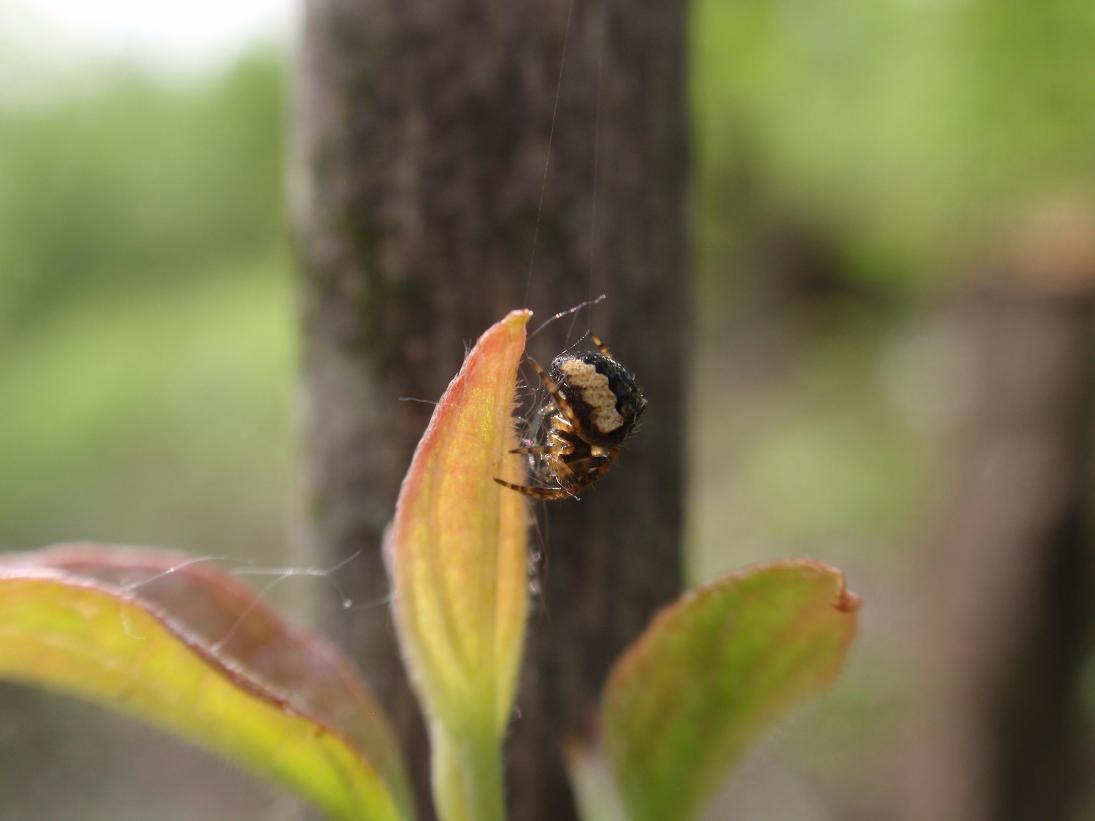 Gibbaranea sp.