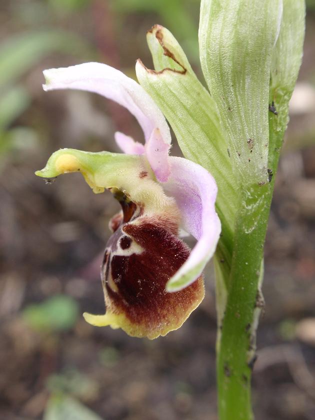 Ophrys holosericea o qualcos''altro?!