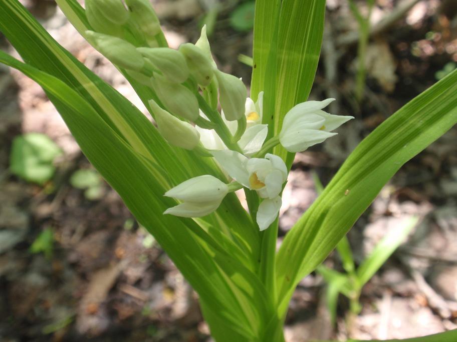 ORCHIDEE DELL''ASTIGIANO:TRA LANGHE E MONFERRATO 2009