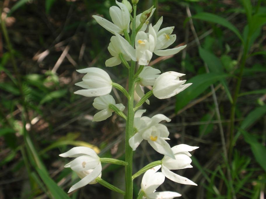 ORCHIDEE DELL''ASTIGIANO:TRA LANGHE E MONFERRATO 2009