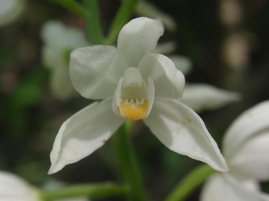 ORCHIDEE DELL''ASTIGIANO:TRA LANGHE E MONFERRATO 2009