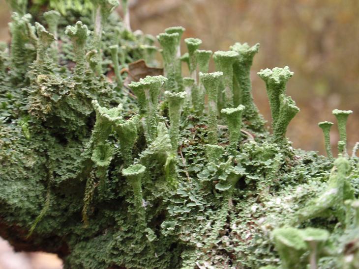 Cladonia fimbriata (L.) Fr. (1831) - Piemonte, Asti