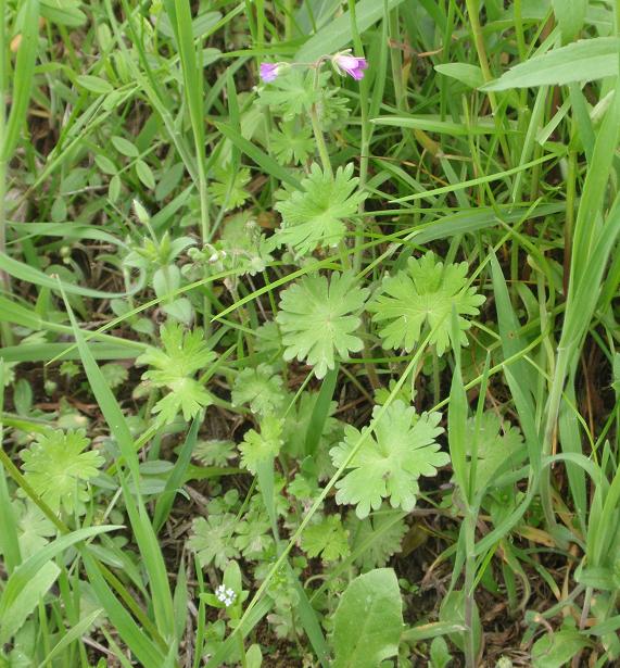 Fiori tra le colline astigiane: Geranium molle