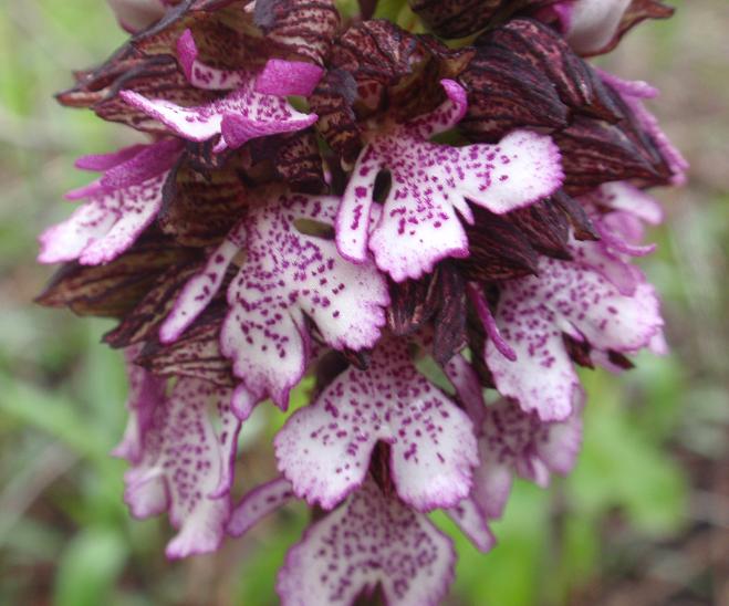 DALLE COLLINE ASTIGIANE: Orchis purpurea