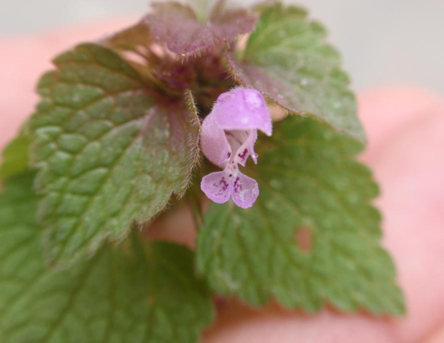 DALLE COLLINE ASTIGIANE: Lamium purpureum