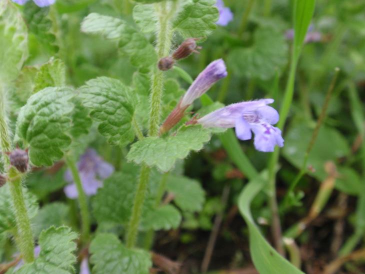 DALLE COLLINE ASTIGIANE: Glechoma hederacea L.