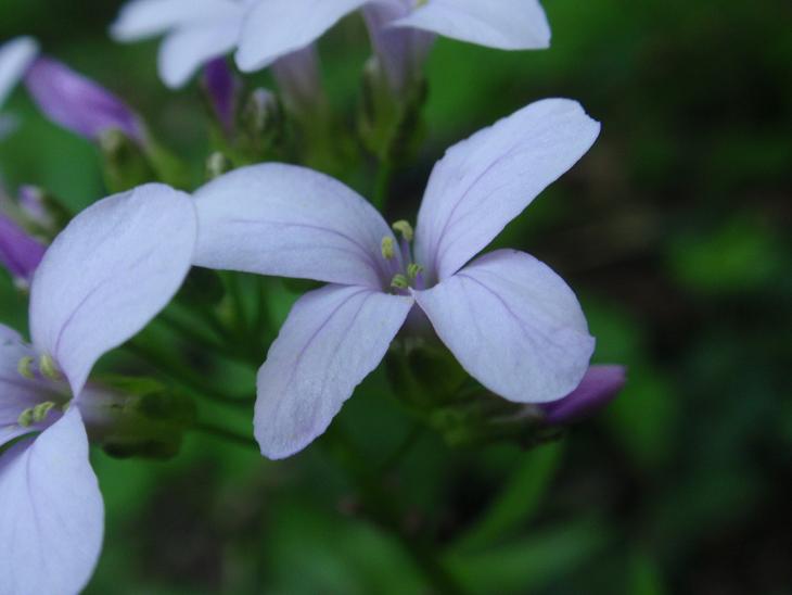 DALLE COLLINE ASTIGIANE: Cardamine bulbifera