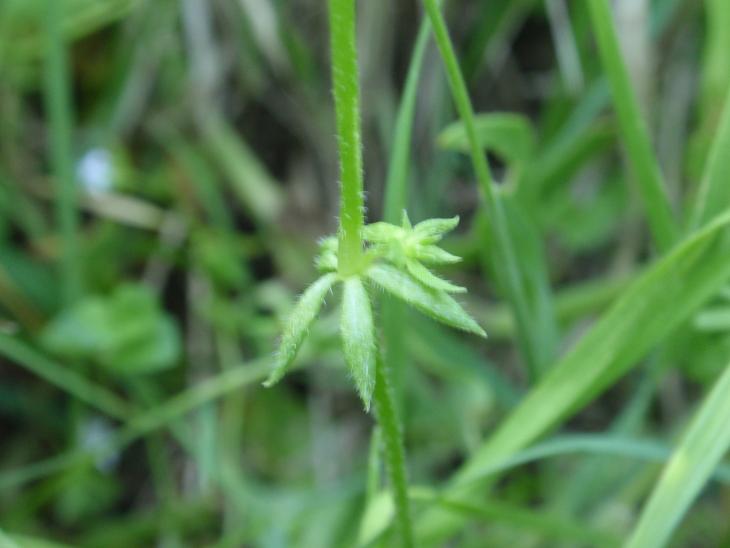 DALLE COLLINE ASTIGIANE: Sherardia arvensis