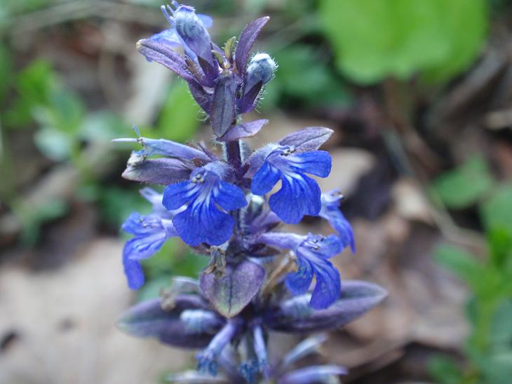 DALLE COLLINE ASTIGIANE: Ajuga reptans