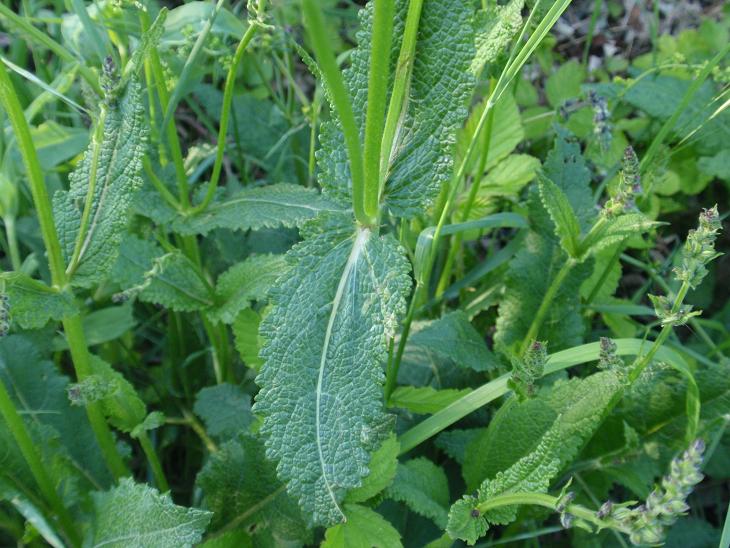 DALLE COLLINE ASTIGIANE: Salvia pratensis