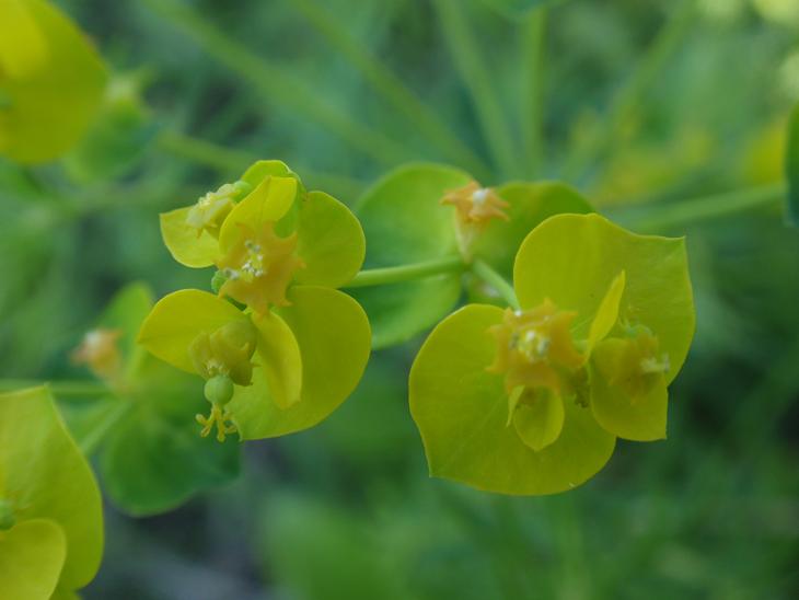 DALLE COLLINE ASTIGIANE: Euphorbia cyparissias