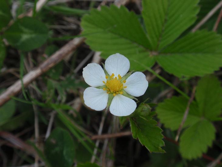 DALLE COLLINE ASTIGIANE: Fragaria vesca