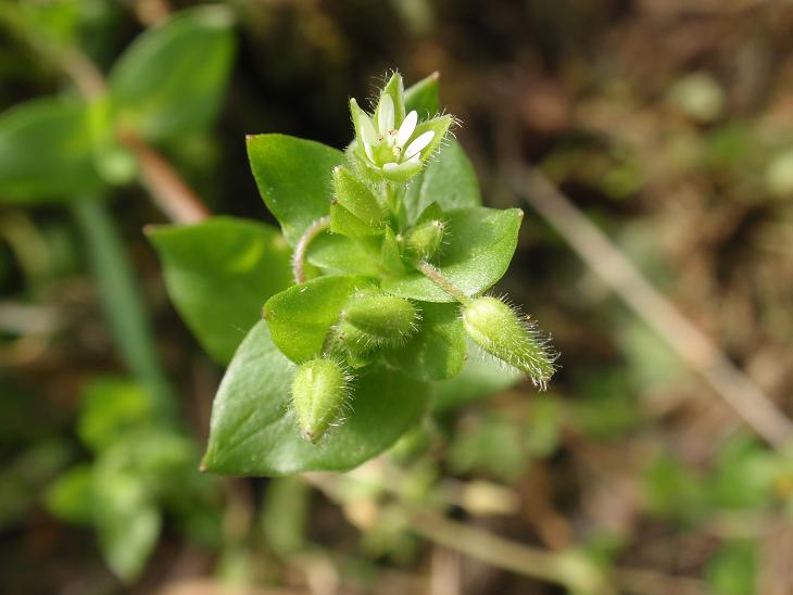 Stellaria media / Centocchio comune