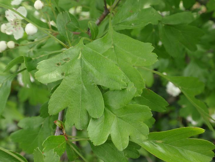 Crataegus monogyna