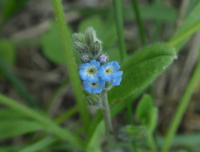 Alcune piantine in cerca di nome.... 2 - Myosotis sp.