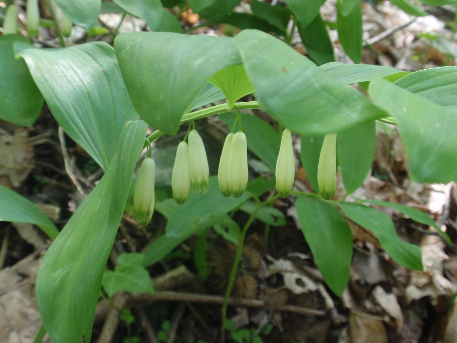 Polygonatum odoratum